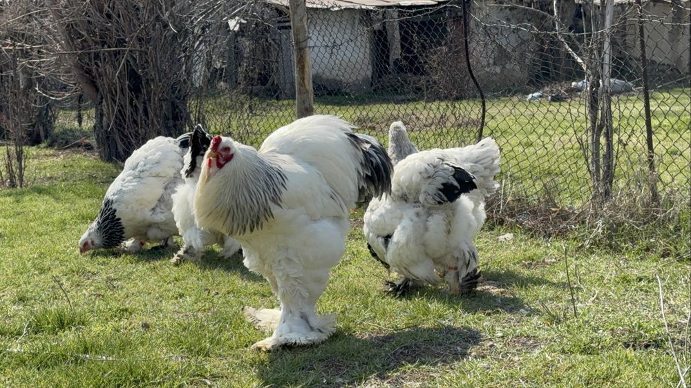 Инкубационные яйца брама