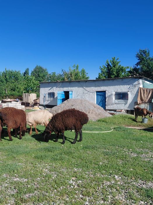 Продаю здорового барана