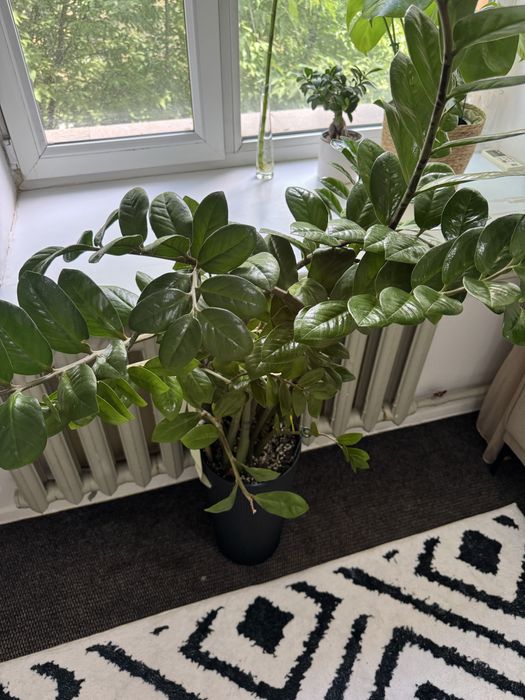 Замиокулькас с кашпо 1,5 м