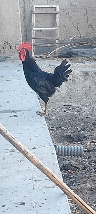 гигант корашахзода хурози сотилади 11 ойлик гиждувонда