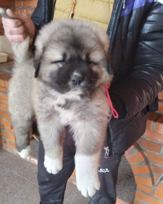 Mascul Ciobănesc Carpatin