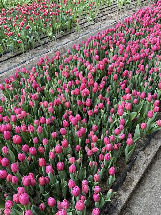 Тюльпаны оптом цветы