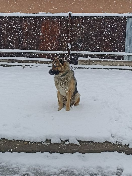 Отдам овчарку кобеля