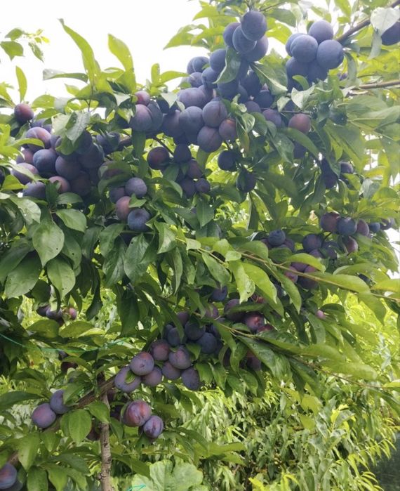 Prune de masă  de vanzare