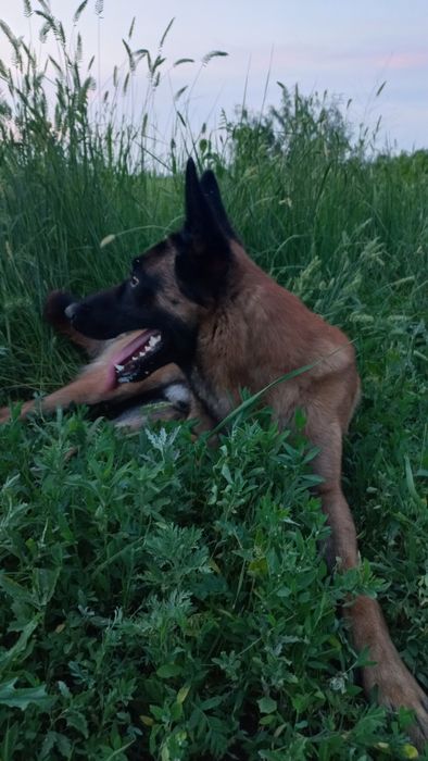 Малинуа кобель для вязки