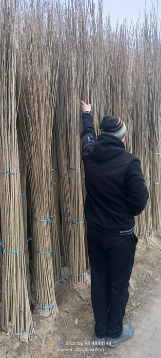 Терак кучатлари сотилади