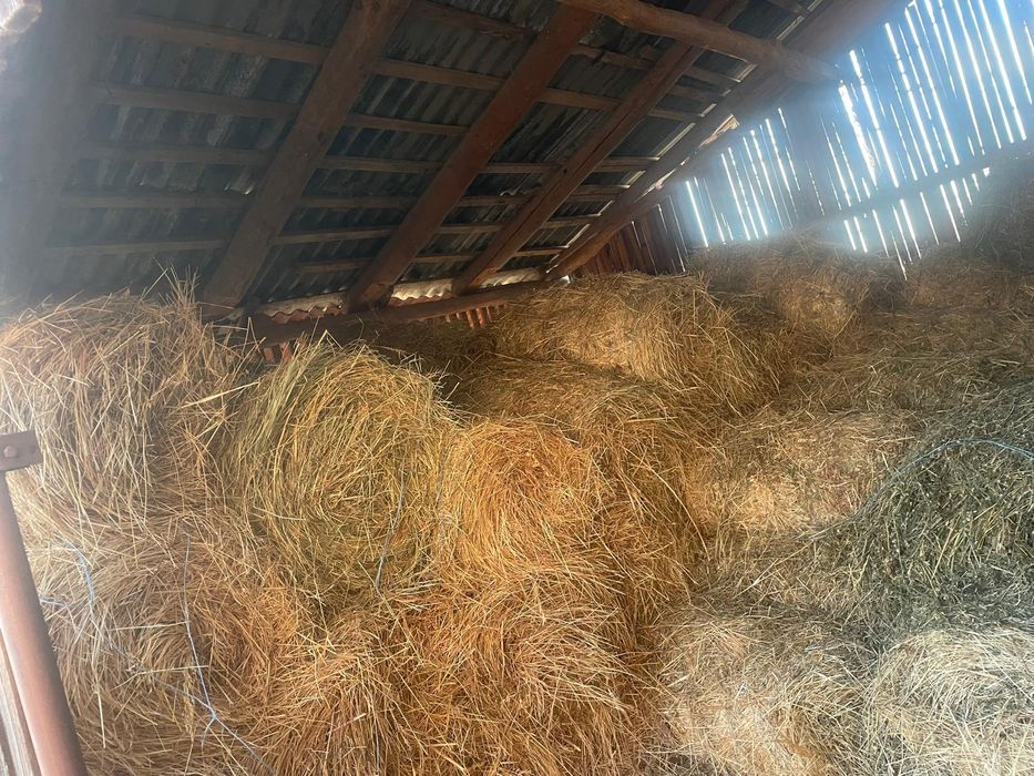 Vând baloți rotunzi