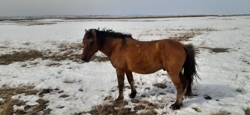 Тез арада сатылады.