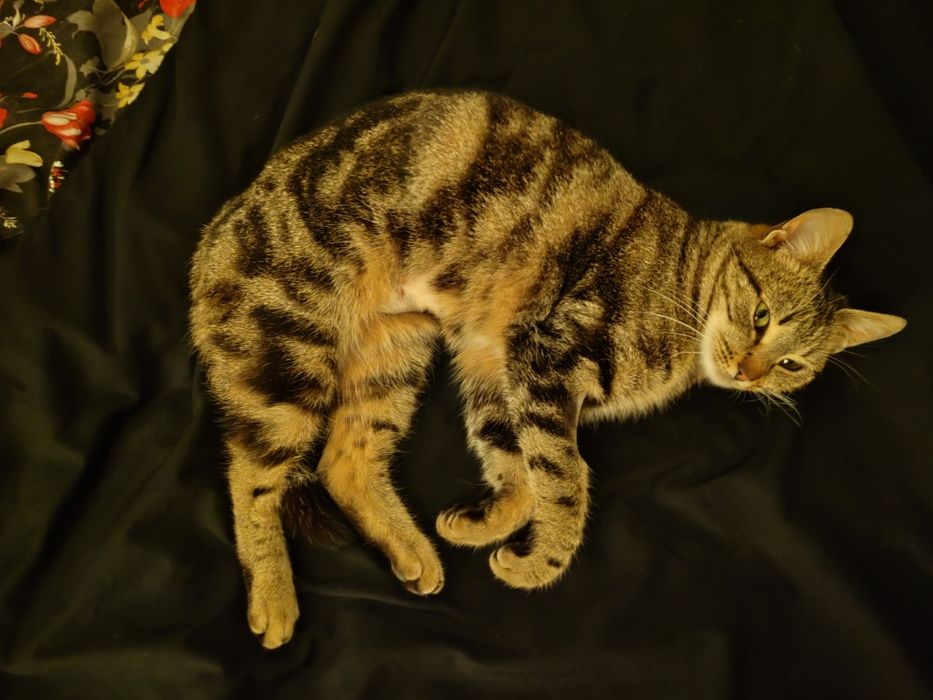 Adoptie Poppy, pisica sociala si dragastoasa