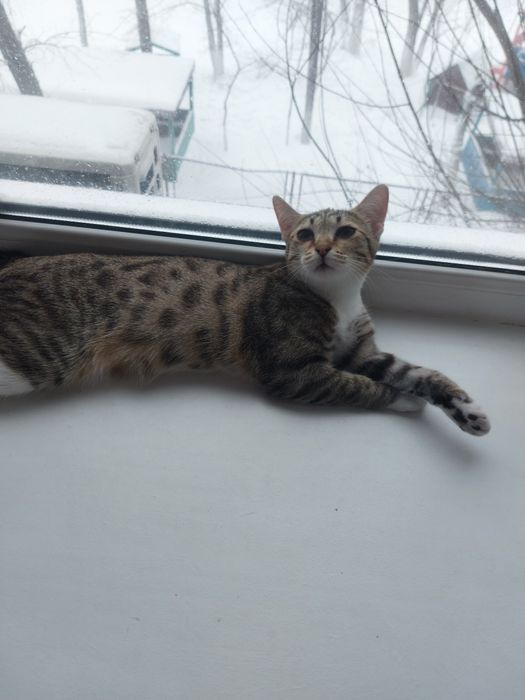 Кошка продам в хорошие руки