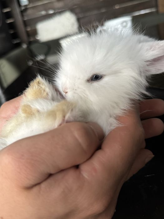 Iepures special cap de leu Angora ochi albastrii