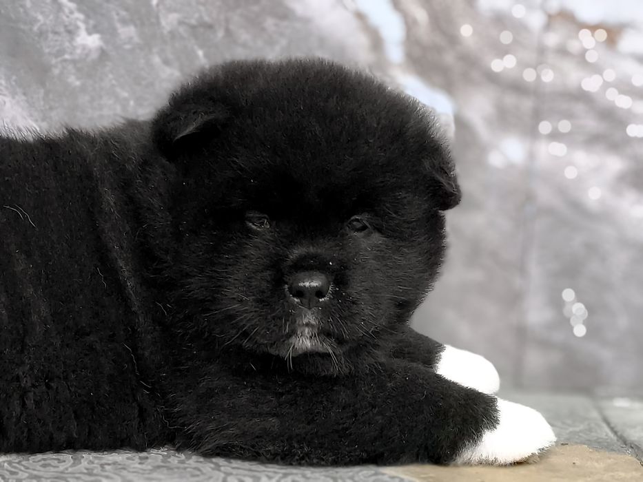 Продаются щенки Американской акиты