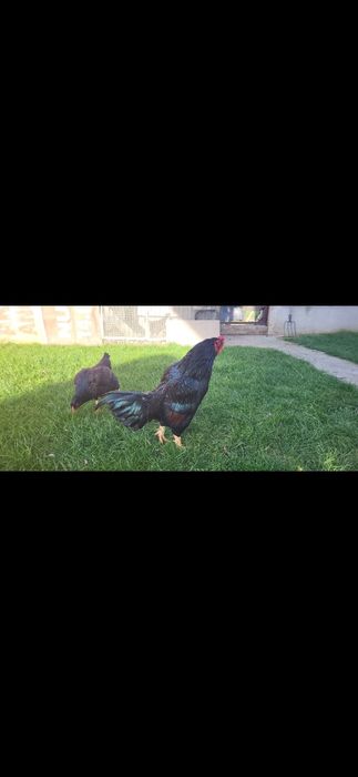 Gaini Combatant  Indian de vanzare! O familie