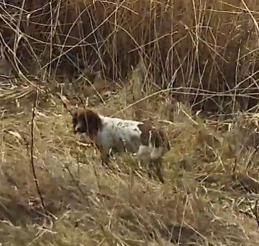 Пропала собака спаниель