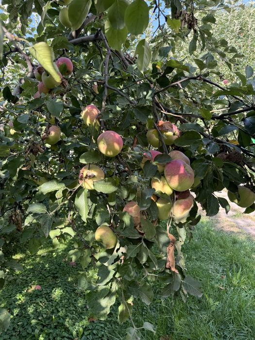 Обрезка и обработка плодовых деревьев.