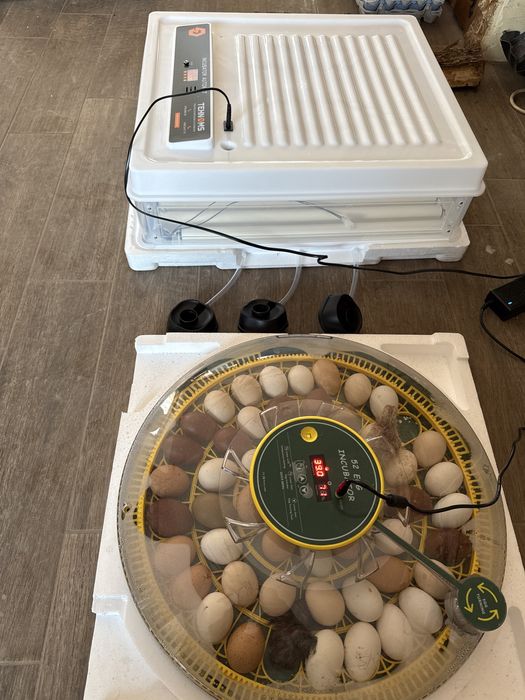 Gaini si Cocosi , la Bresse , combatant indian urias! Olive