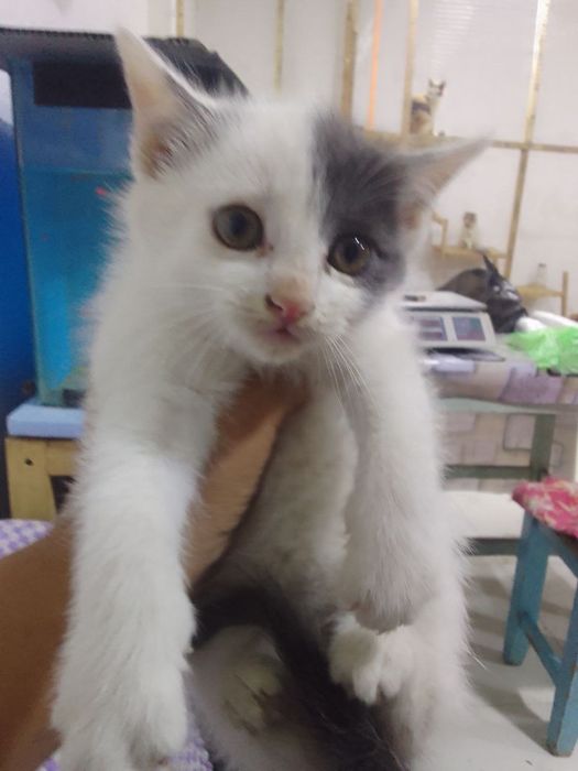 150 mingdan muwukchalar