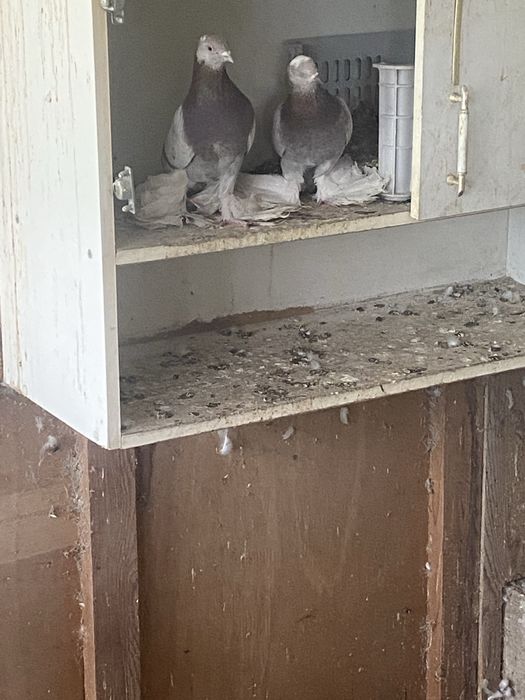 Сочи и  сизи самец  бакиниц