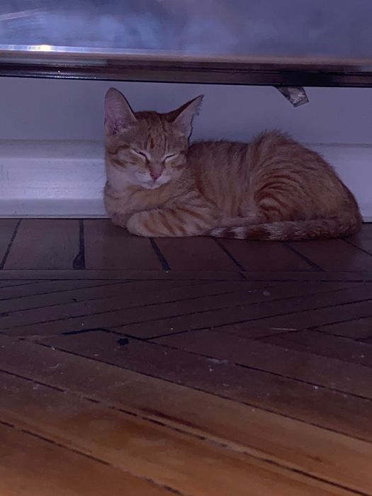 Отдам в добрые руки