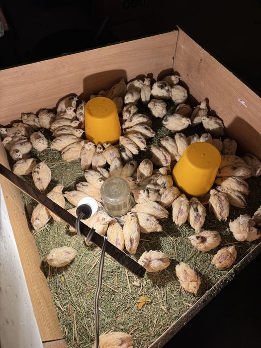 Белий гигант бедана жужалари сотилади  35 кунлик булди