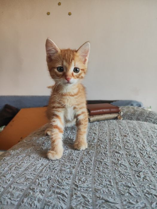 Подарявам котенце.