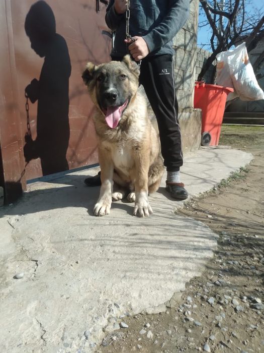 Күшік,сабочка,кушык