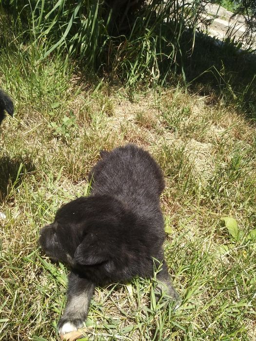 Щенки в ответственные руки