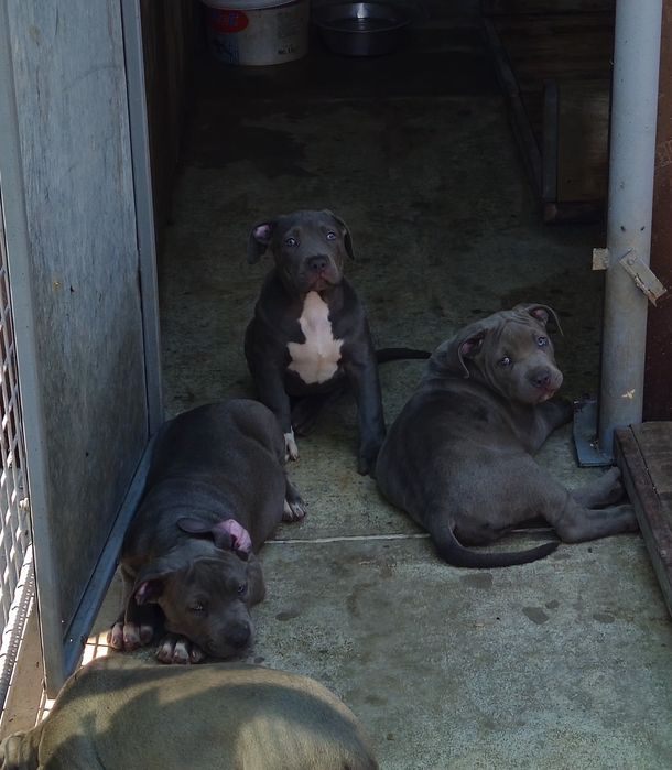 ТОП Американско були хл American bully xl ABKC