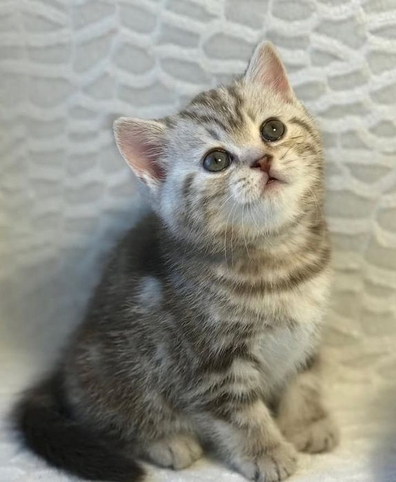 Котята Чистокровные