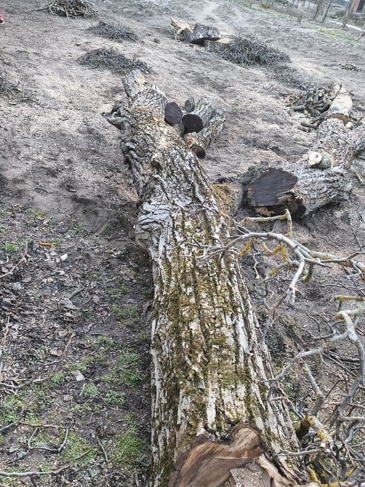 Vând trunchi nuc... aștept oferte