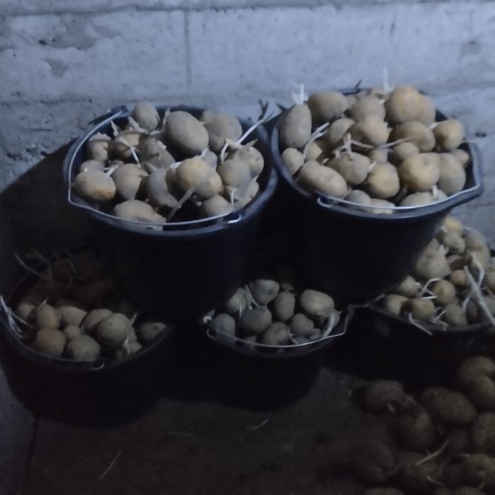 Продам картофель семенной домашний.