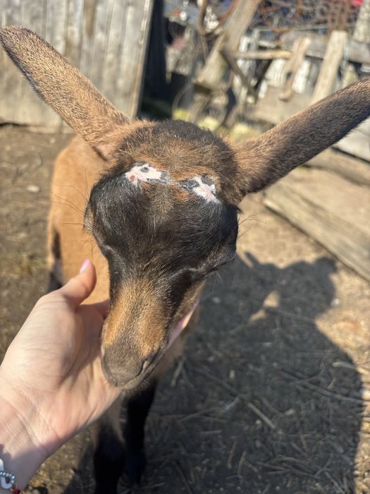 Iedute alpine franceze