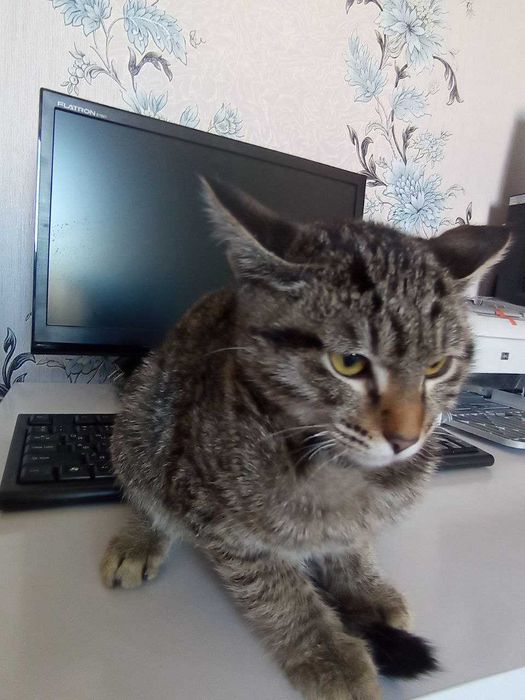 Мушуклар сотилади