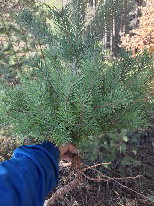 Озеленяване за паркове,  градини и тераси
