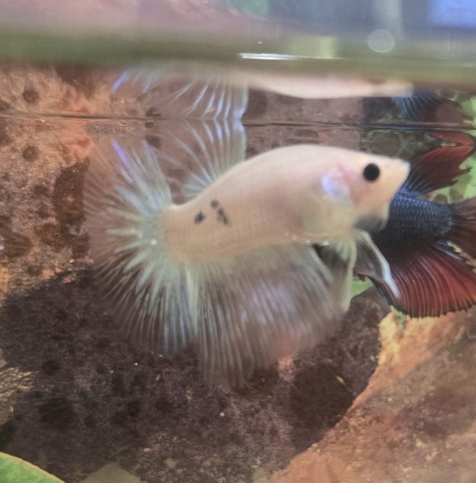 Betta splendens halfmoon si plakat