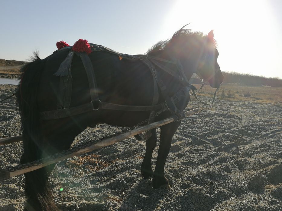 Vand armăsar de doi ani