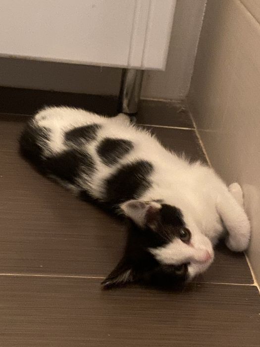 Котенок в добрые руки