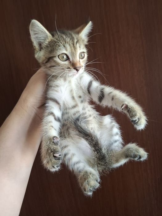 Котята. Отдаем в добрые руки