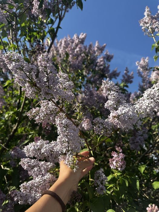 Сирень оптом Алматы