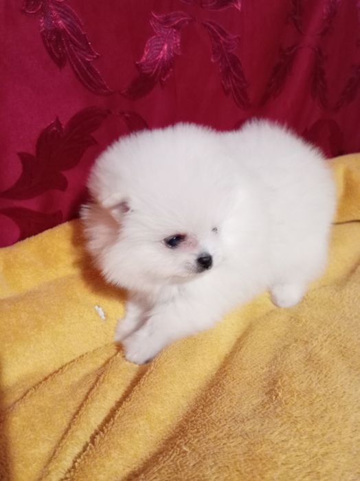 Продам щенка шпица