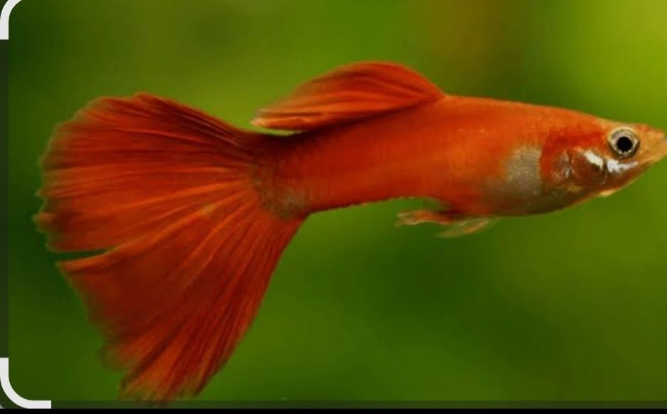 Гуппи красивый окрас.