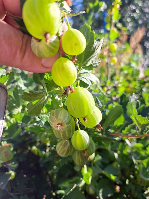 Продам красную смородину