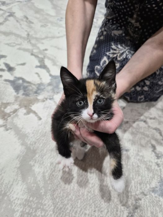 Отдам котенка в хорошие руки