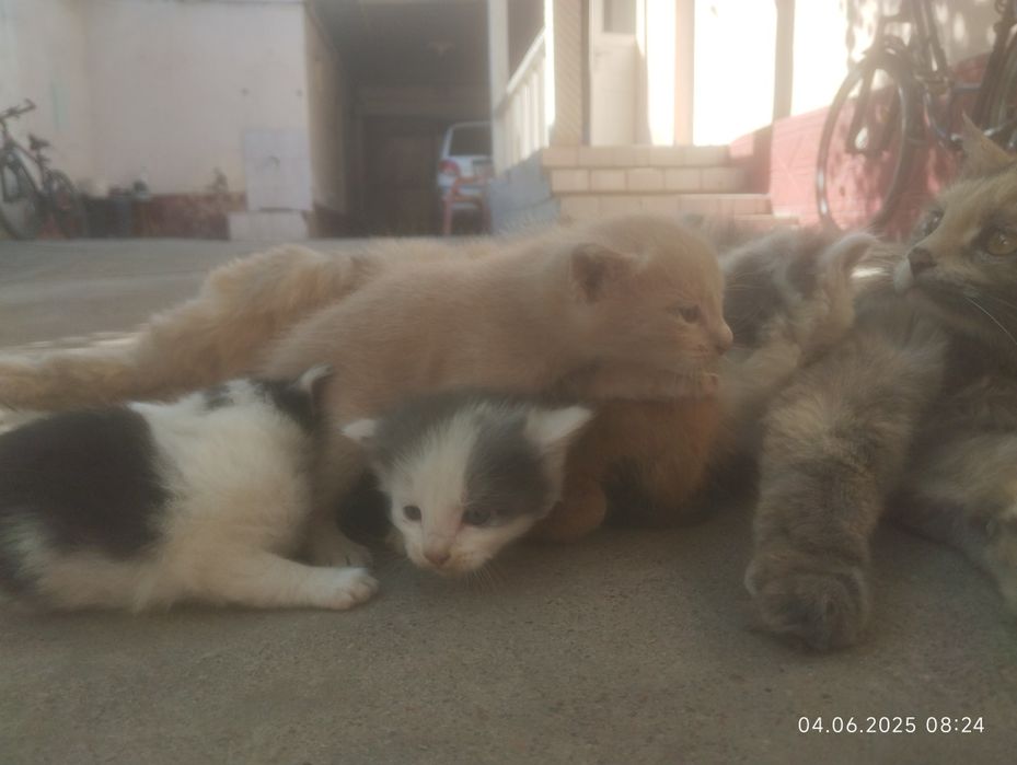 Mushuk bolasi 2 oylik boldi qiz bola