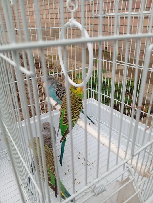 Toti qushlar sotiladi