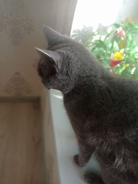 Britansky Skottish Strayt Sirre