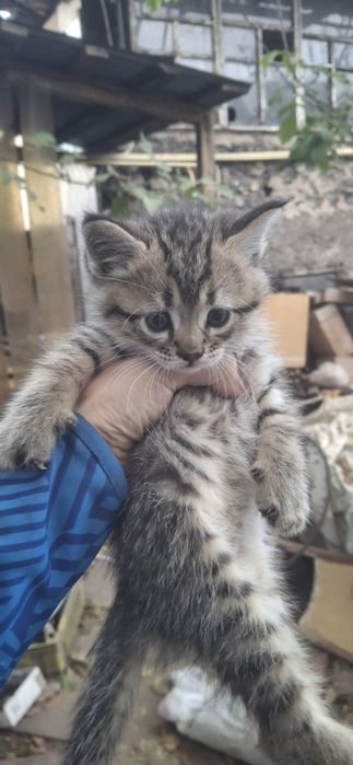 Отдам котёнка в хорошие руки