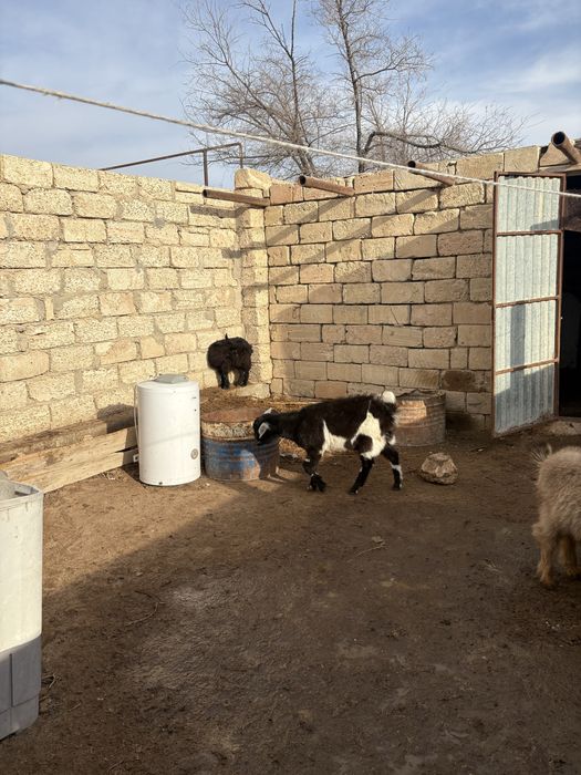 Нуби теке лактар