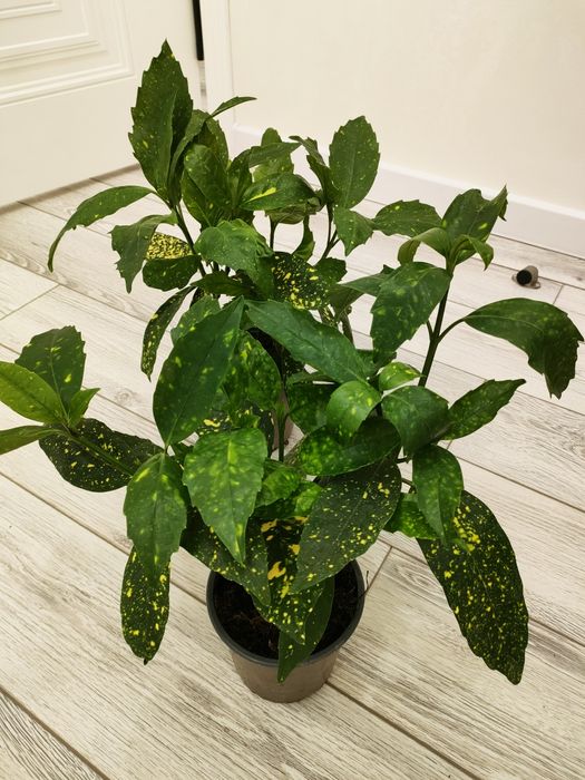 Комнатные цветы. Доставка