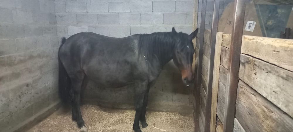 Жабағы сатылады .